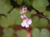 Cymbalaria microcalyx