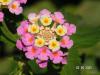 Lantana camara ( Mine )