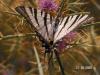 Iphiclides podalirius ( Yelken Kuyruk )