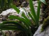 Galanthus elwesii ( Anadolu Kardeleni )