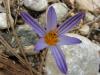 Crocus biflorus ( İki çiçekli çiğdem )