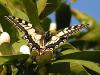 Kırlangıç Kuyruk ( Papilio machaon )