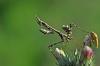Mantis