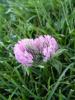 Pembe Yonca iei