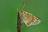 Euphydryas Orientalis / Gzel Nazuum