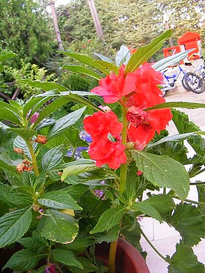 15488 Agaclarvebitkiler139