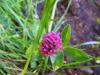 Trifolium alpestre