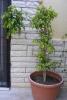 Ficus Benjamin