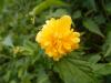 Kerria Japonica