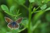 Polyommatus Thersites / Dii Birey