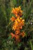 Orobanche sp.