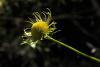 Doronicum sp.