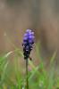 Muscari Neglectum