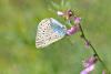 Polyommatus Coelestina / okgzl Rus Mavisi