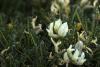 Astragalus sp. / Geven