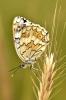 Melanargia Larissa / Anadolu Melikesi