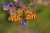 Melitaea Phoebe / Benekli Byk parhan