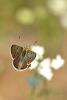 Lycaena Tityrus / İsli Bakır Kelebeği