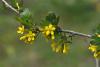 Ribes Odoratum / Bektai zm