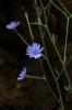 Mavi Kır Çiçeği