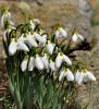 Galanthus gracilis / Kardelen