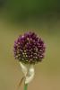 Allium