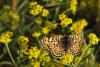 Melitaea Didyma / Benekli parhan / Dii Birey