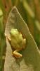Hyla savignyi / Levanten Ağaç Kurbağası / Yeşil Kurbağa