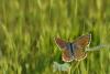 Polyommatus Bellargus / Dii Birey