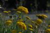 Sarı Kır Çiçekleri / Achillea sp.