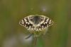 Melanargia Larissa / Anadolu Melikesi