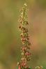 Rumex