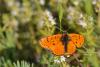 Melitaea Didyma / Benekli parhan / Erkek Birey