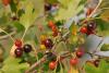 Ribes Odoratum / Bektaşi Üzümü
