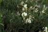 Astragalus sp. / Geven