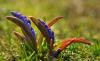 Scilla bifolia / Orman Smbl Tomurcuklar