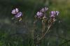 Kır Çiçeği / Geranium sp.