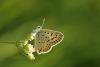 Lycaena Tityrus / sli Bakr Kelebei