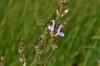 Adaay / Salvia sp.