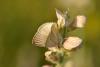 Polyommatus Menalcas / Çokgözlü Anadolu Beyazı