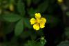 Potentilla sp. / Beparmak Otu