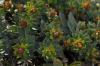 Euphorbia anacampseros
