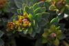 Euphorbia anacampseros