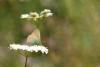 Callophrys Rubi / Zümrüt