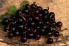 Ribes Odoratum / Bektaşi Üzümü Meyveleri