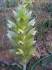 Acanthus Hirsutus