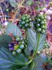 Lantana Camara Meyveler