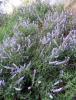 Vitex Agnus - Castus