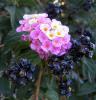 Lantana Camara iek