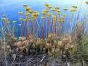 Sedum Sediforme